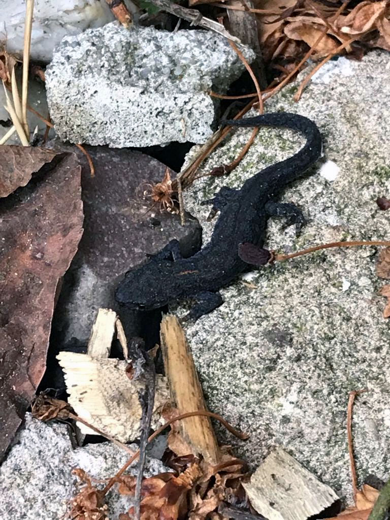 salamandra fuori areale? No, Ichthyosaura alpestris, fase terricola